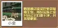 疯狂动物园野猪大全 野猪技能图鉴