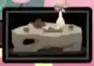 无悔华夏花月